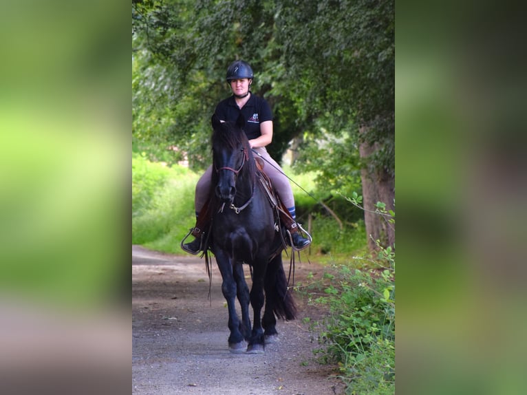 Caballo de Merens Caballo castrado 3 años 150 cm Negro in Caumont