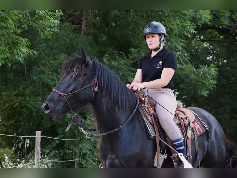 Caballo de Merens Caballo castrado 3 años 150 cm Negro in Caumont