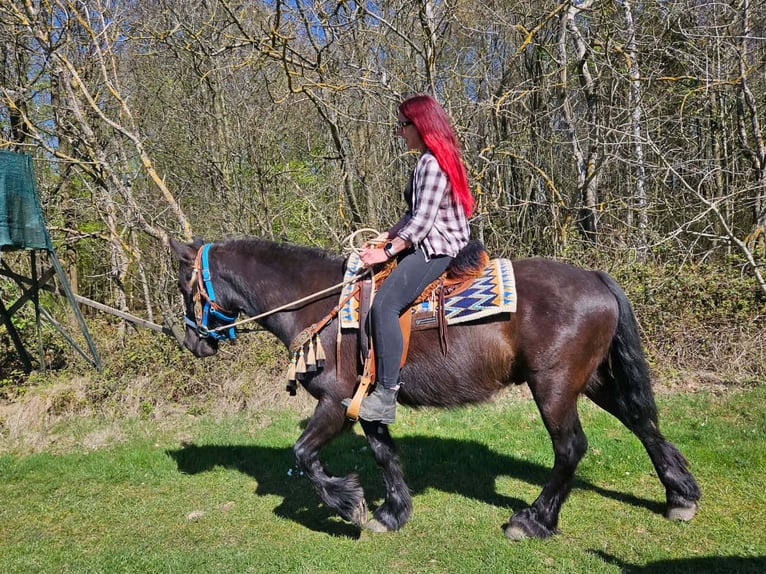 Caballo de Merens Mestizo Caballo castrado 4 años 155 cm Negro in Linkenbach