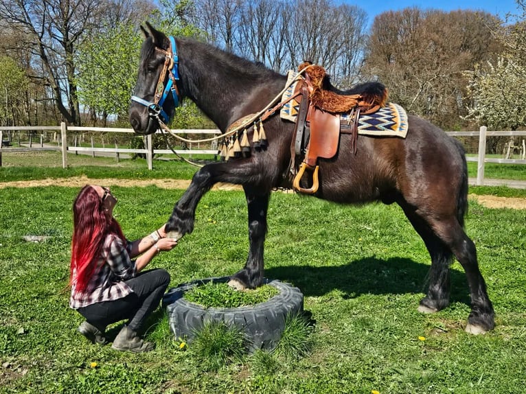 Caballo de Merens Mestizo Caballo castrado 4 años 155 cm Negro in Linkenbach