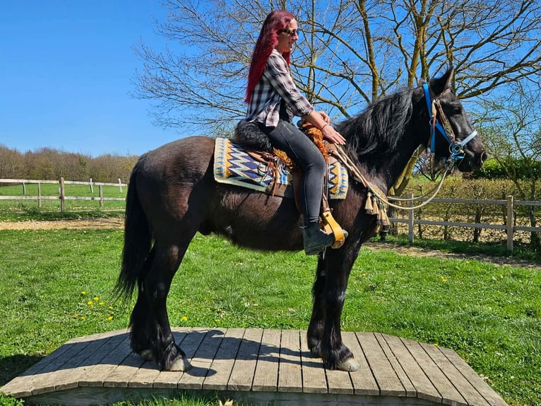 Caballo de Merens Mestizo Caballo castrado 4 años 155 cm Negro in Linkenbach