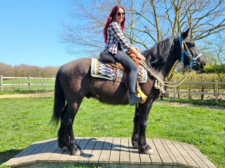 Caballo de Merens Mestizo Caballo castrado 4 años 155 cm Negro in Linkenbach