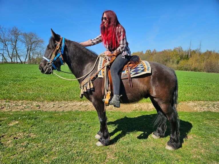 Caballo de Merens Mestizo Caballo castrado 4 años 155 cm Negro in Linkenbach