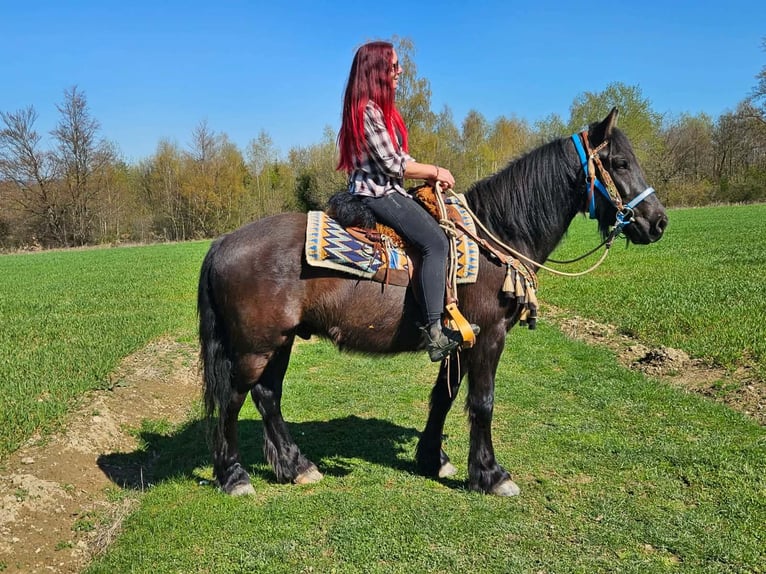 Caballo de Merens Mestizo Caballo castrado 4 años 155 cm Negro in Linkenbach