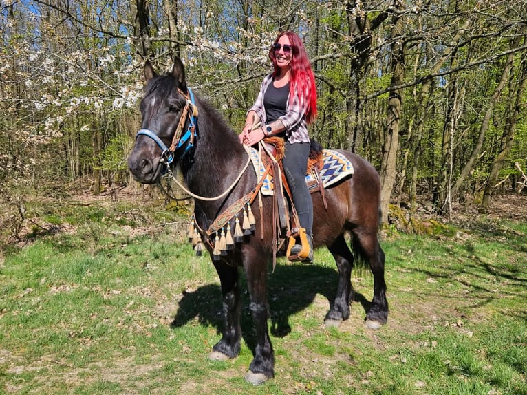 Caballo de Merens Mestizo Caballo castrado 4 años 155 cm Negro in Linkenbach