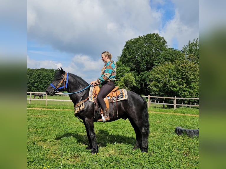 Caballo de Merens Caballo castrado 6 años 151 cm Negro in Linkenbach