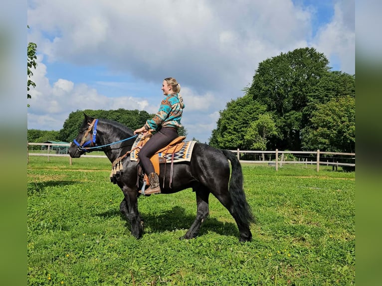 Caballo de Merens Caballo castrado 6 años 151 cm Negro in Linkenbach