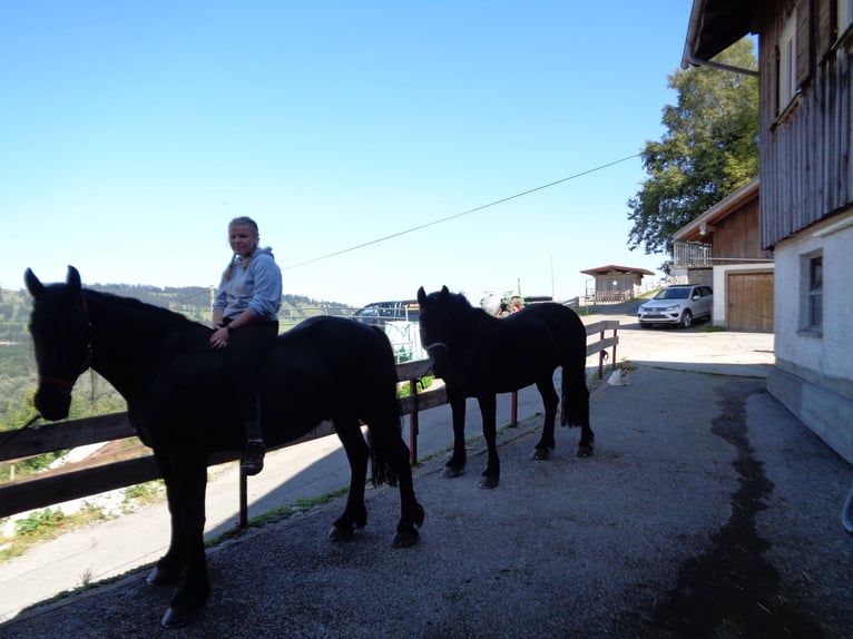 Caballo de Merens Caballo castrado 7 años 165 cm Negro in Wertach