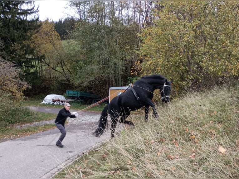 Caballo de Merens Caballo castrado 7 años 165 cm Negro in Wertach