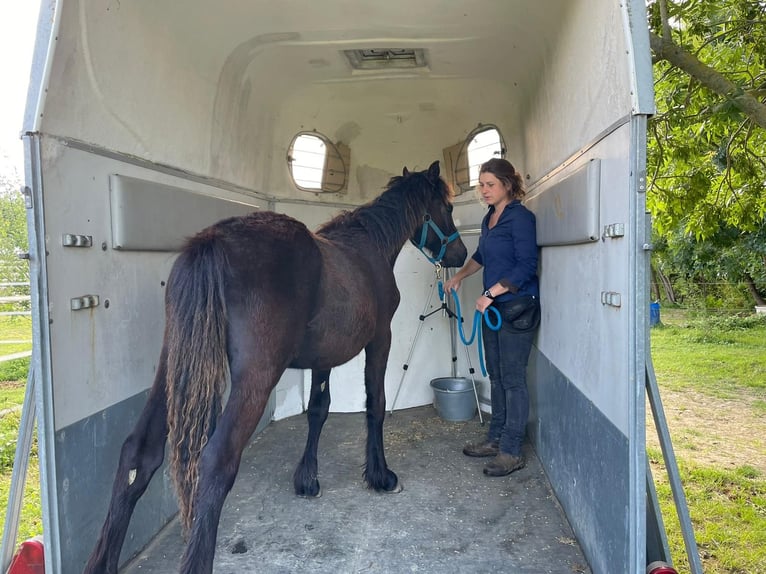 Caballo de Merens Semental 1 año Negro in Routier