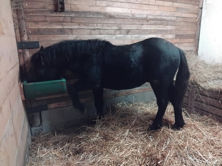 Caballo de Merens Semental 1 año Negro in Laneuveville-en-Saulnois