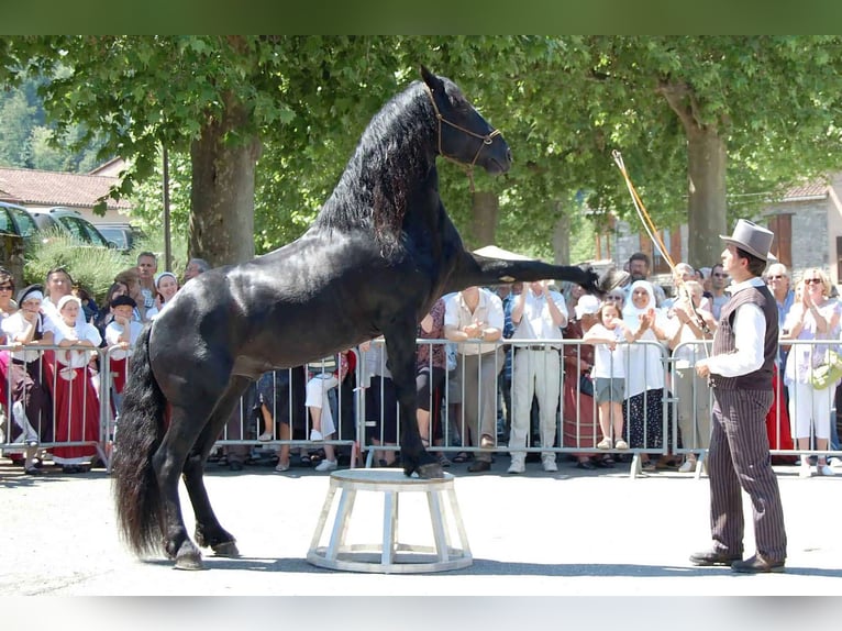 Caballo de Merens Semental 22 años 158 cm Negro in CAUMONT