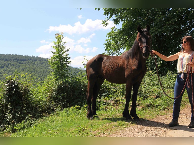 Caballo de Merens Semental 2 años 150 cm Negro in Massat