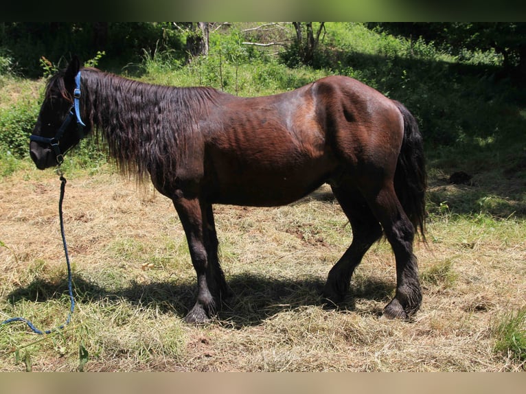 Caballo de Merens Semental 2 años 150 cm Negro in Massat