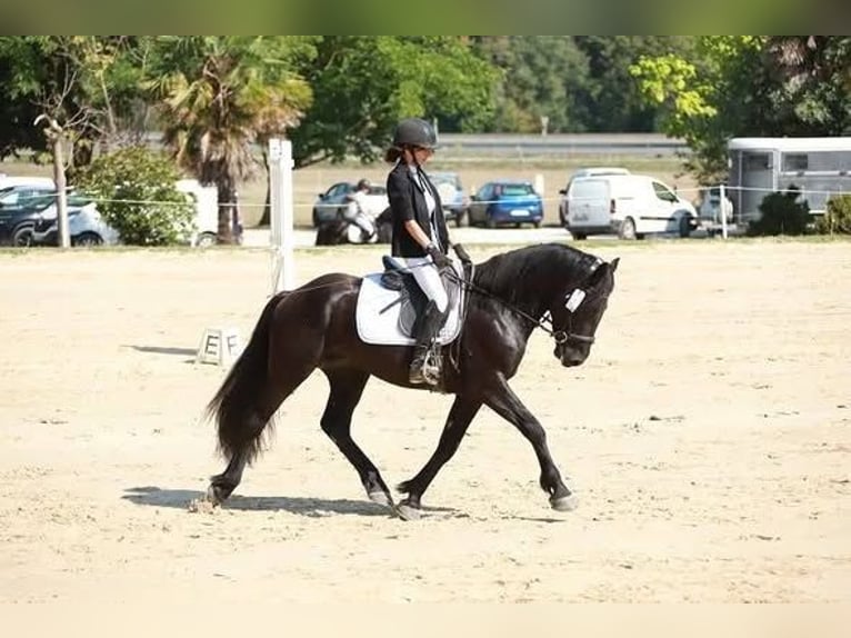 Caballo de Merens Semental 3 años 151 cm Negro in Roche-en-Régnier