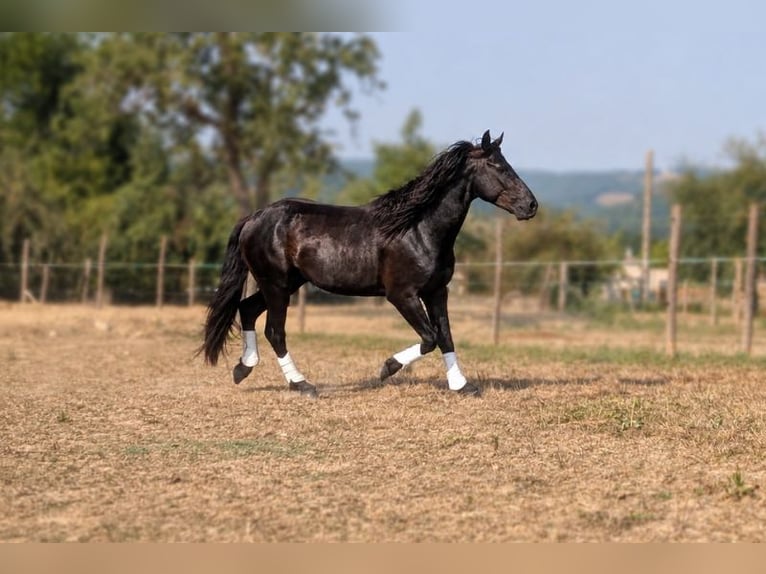 Caballo de Merens Semental 3 años Negro in Caumont