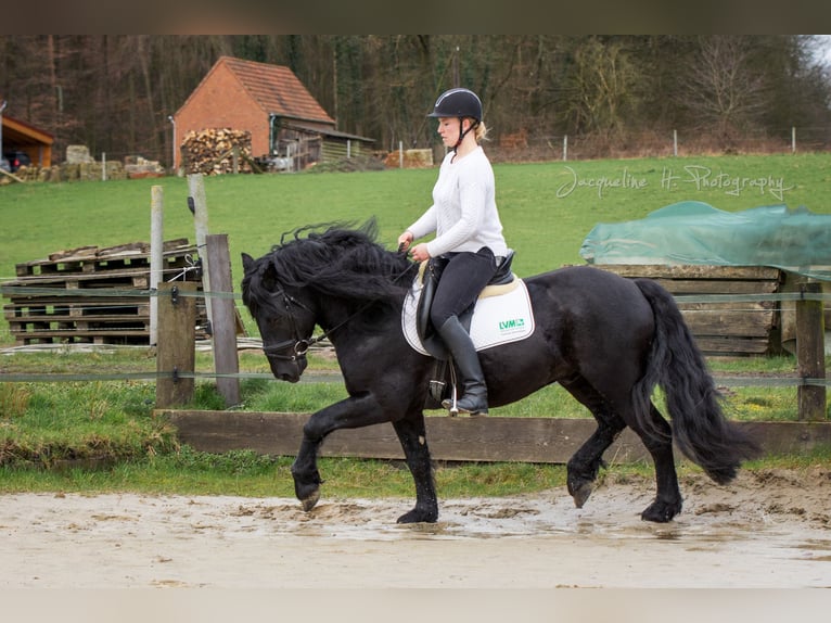 Caballo de Merens Semental 9 años 150 cm Negro in Ibbenbüren