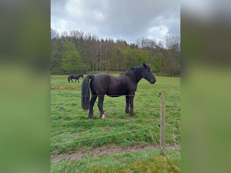 Caballo de Merens Yegua 15 años 154 cm Negro in Reyersviller