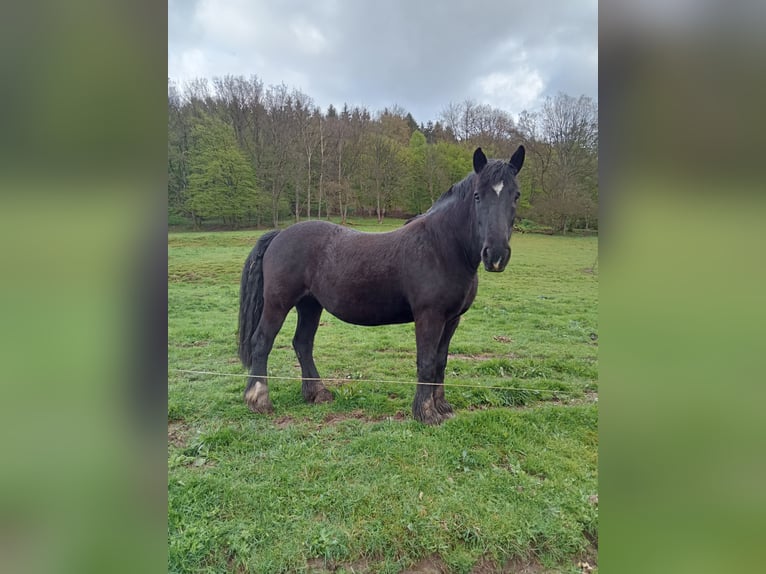 Caballo de Merens Yegua 15 años 154 cm Negro in Reyersviller