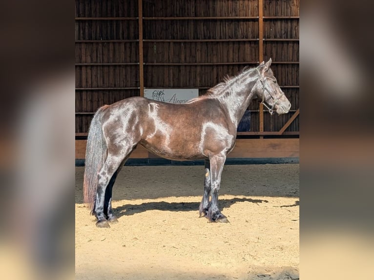 Caballo de Merens Yegua 3 años 147 cm Negro in Caumont