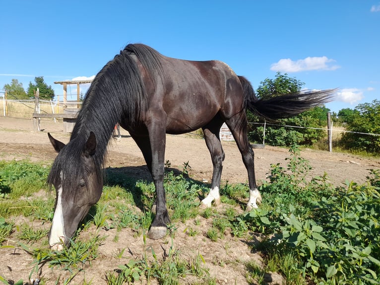 Caballo de Merens Mestizo Yegua 3 años 150 cm in Spannberg