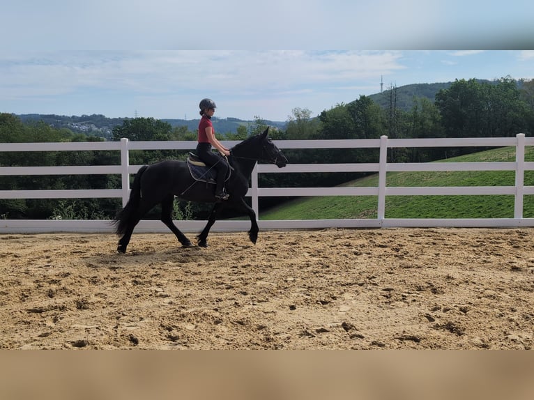 Caballo de Merens Yegua 3 años 153 cm Negro in Morsbach