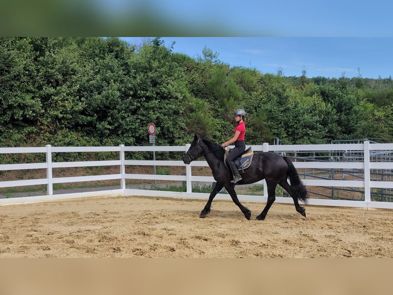 Caballo de Merens Yegua 3 años 153 cm Negro in Morsbach