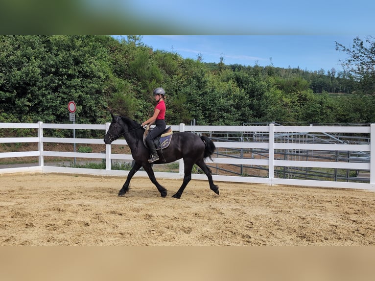 Caballo de Merens Yegua 3 años 153 cm Negro in Morsbach