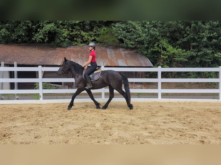 Caballo de Merens Yegua 3 años 153 cm Negro in Morsbach