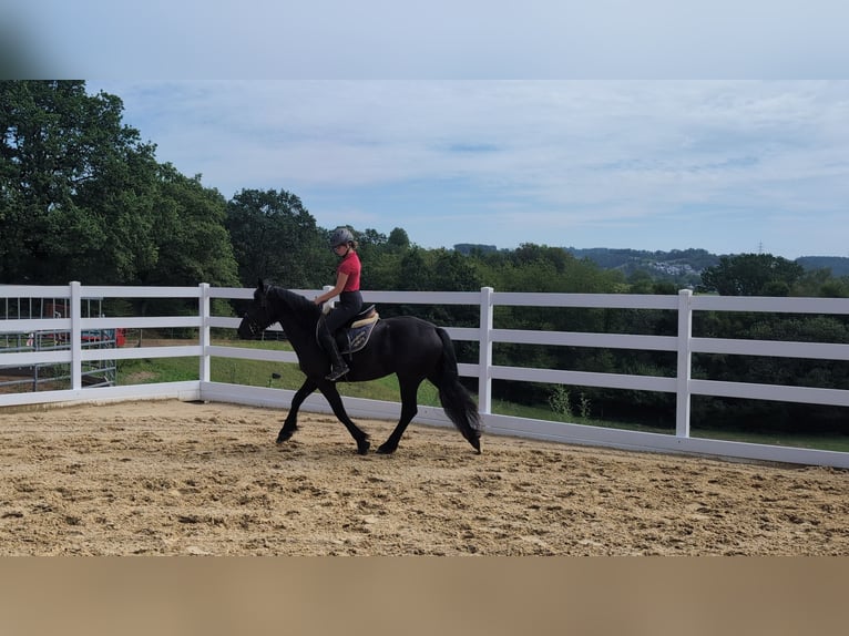 Caballo de Merens Yegua 3 años 153 cm Negro in Morsbach