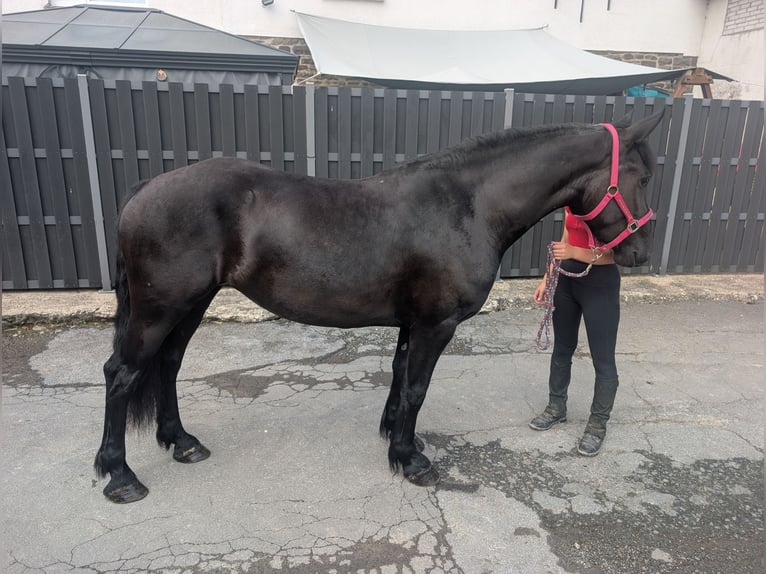Caballo de Merens Yegua 3 años 153 cm Negro in Morsbach