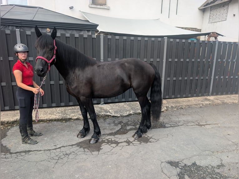 Caballo de Merens Yegua 3 años 153 cm Negro in Morsbach