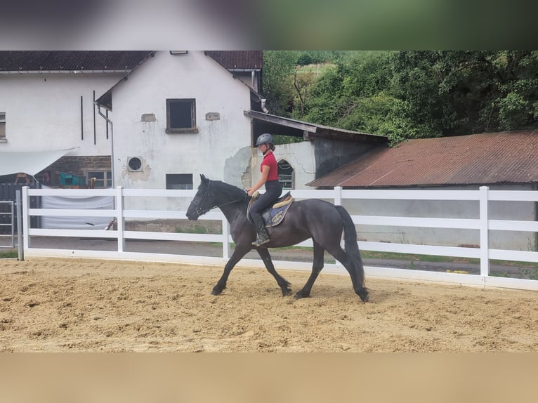 Caballo de Merens Yegua 3 años 153 cm Negro in Morsbach