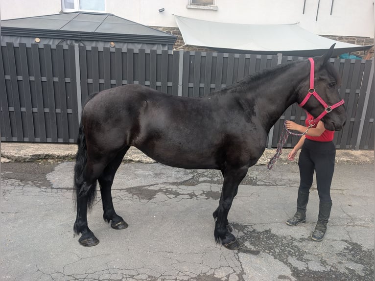 Caballo de Merens Yegua 3 años 153 cm Negro in Morsbach