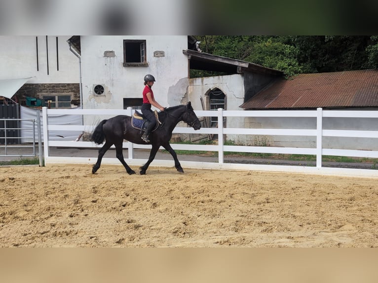 Caballo de Merens Yegua 3 años 153 cm Negro in Morsbach