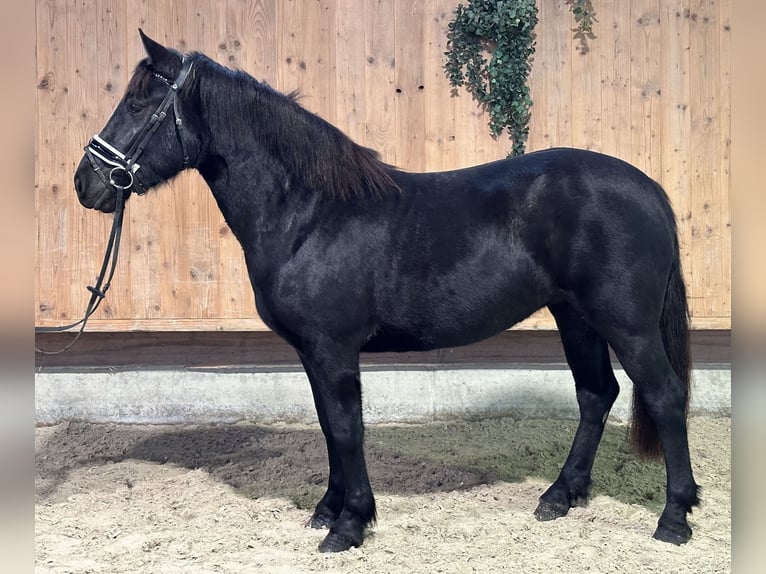 Caballo de Merens Mestizo Yegua 3 años 154 cm Negro in Riedlingen