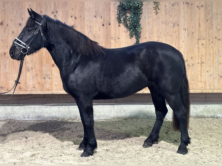 Caballo de Merens Mestizo Yegua 3 años 154 cm Negro in Riedlingen