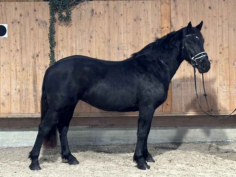 Caballo de Merens Mestizo Yegua 3 años 154 cm Negro in Riedlingen