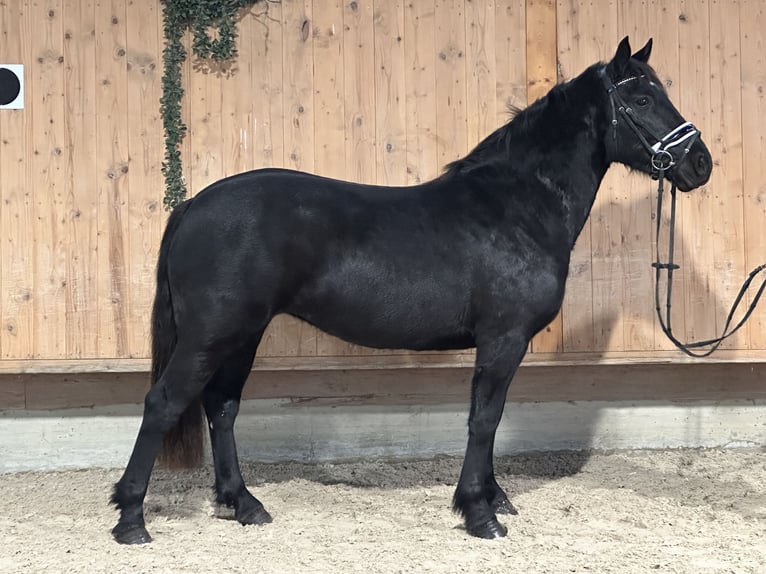 Caballo de Merens Mestizo Yegua 3 años 154 cm Negro in Riedlingen