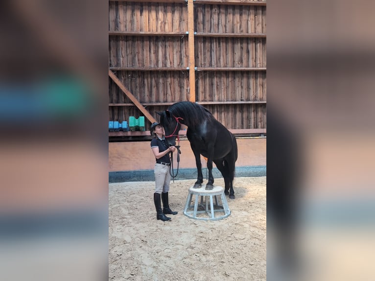 Caballo de Merens Yegua 6 años 152 cm Negro in Caumont