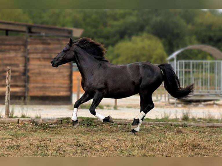 Caballo de Merens Yegua 6 años Negro in Caumont