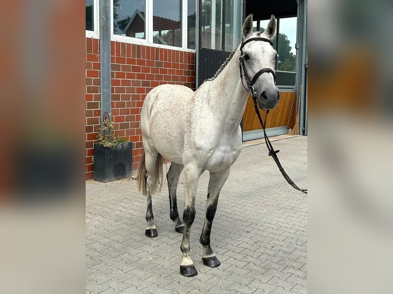 Caballo de salto Oldenburgo Caballo castrado 10 años 160 cm Tordo in Vechta