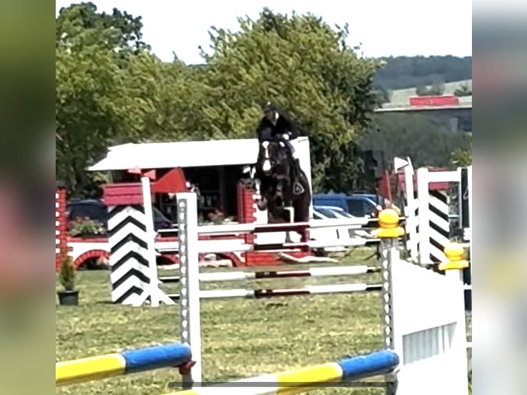 Caballo de salto Oldenburgo Caballo castrado 10 años 164 cm Castaño oscuro in Uder