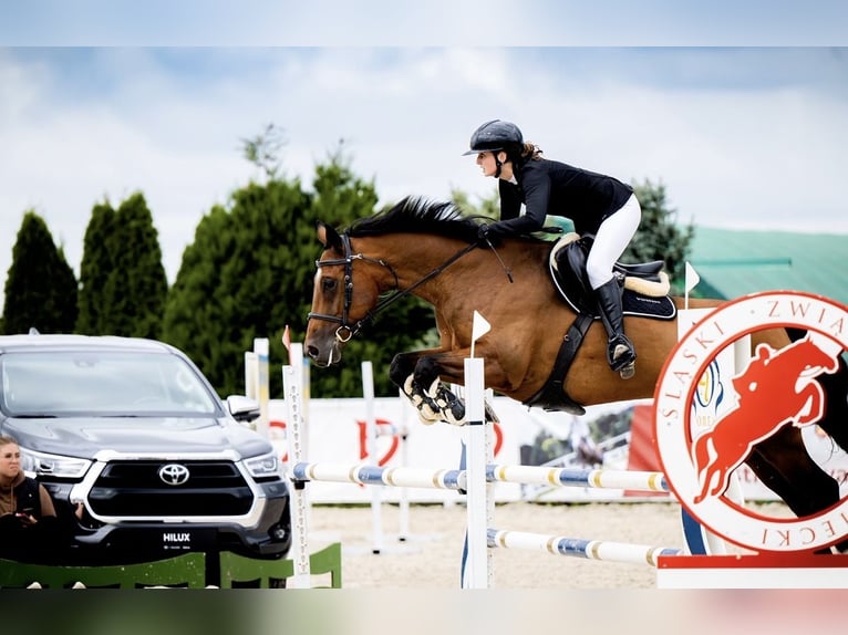Caballo de salto Oldenburgo Caballo castrado 10 años 165 cm Castaño rojizo in Wilkowice