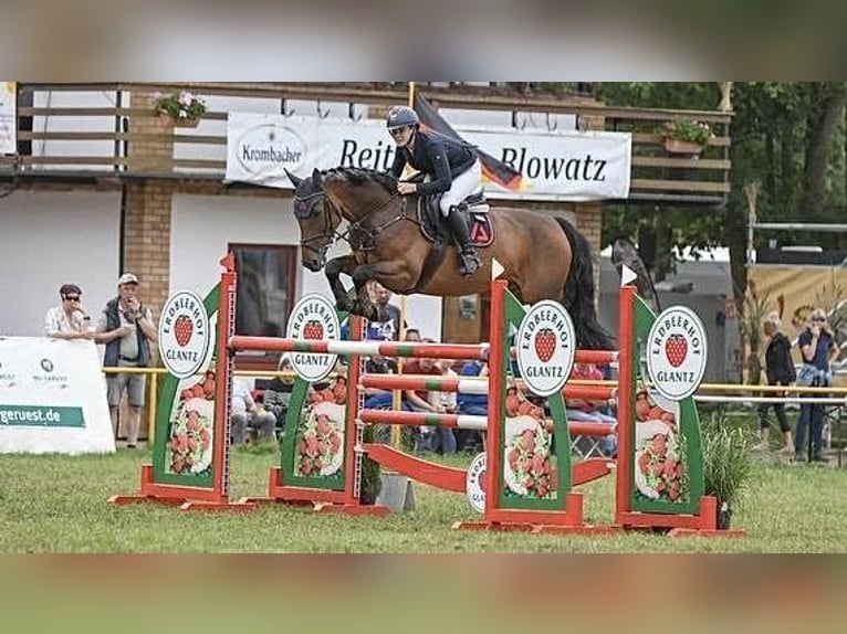 Caballo de salto Oldenburgo Caballo castrado 10 años 169 cm Castaño oscuro in Böblingen