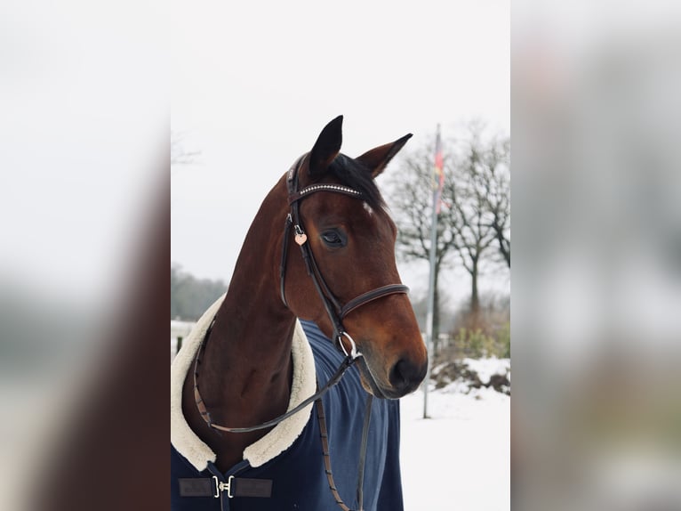 Caballo de salto Oldenburgo Caballo castrado 10 años 169 cm Castaño oscuro in Böblingen