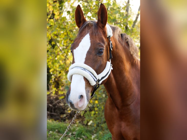 Caballo de salto Oldenburgo Caballo castrado 10 años 170 cm Alazán in Götzendorf an der Leitha