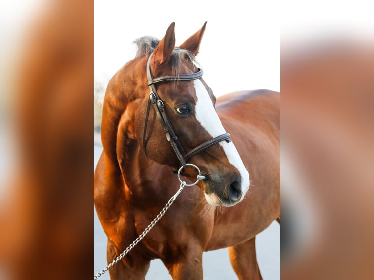 Caballo de salto Oldenburgo Caballo castrado 10 años 170 cm Alazán in Götzendorf an der Leitha