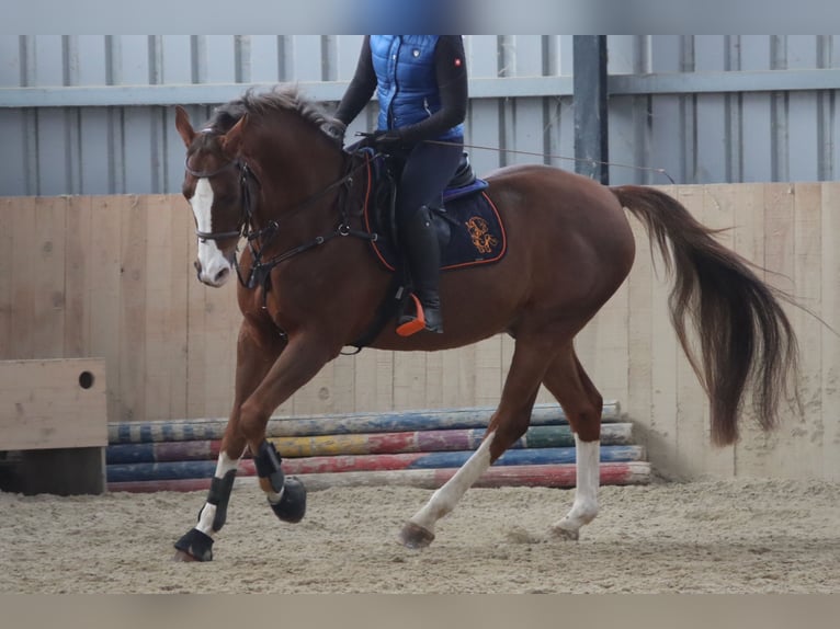 Caballo de salto Oldenburgo Caballo castrado 10 años 170 cm Alazán in Götzendorf an der Leitha