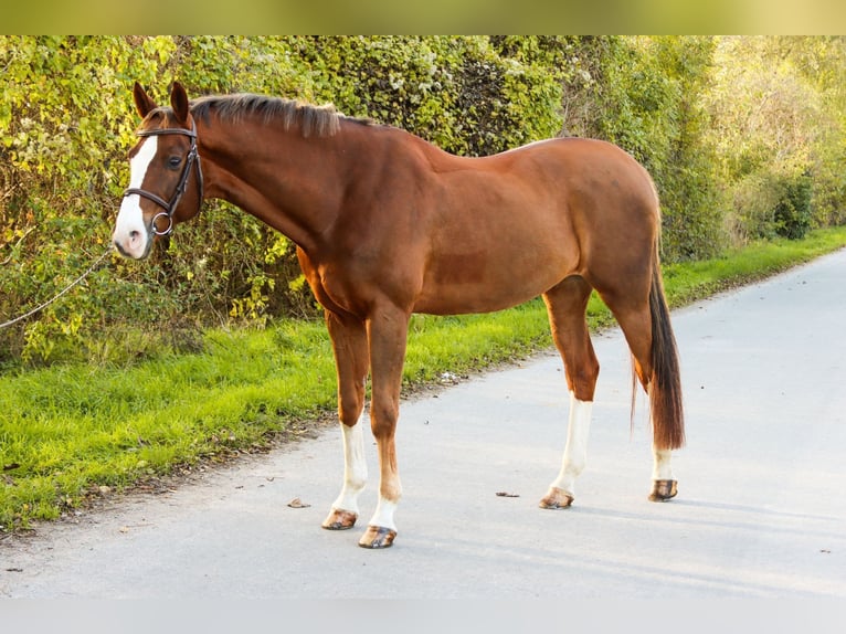 Caballo de salto Oldenburgo Caballo castrado 10 años 170 cm Alazán in Götzendorf an der Leitha